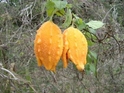 Mystery Seedpods.